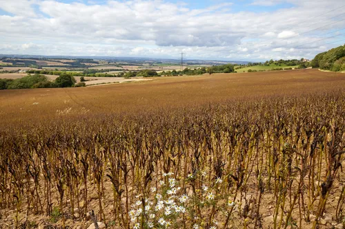 This landscape photograph, taken in the early afternoon during the summer, shows Palterton fields located in Derbyshire, England, United Kingdom. The main subject is an agricultural area where bean plants are growing across expansive fields. The rolling countryside forms a patchwork pattern that stretches into the distance, under a sky scattered with summer clouds. The agricultural nature of the area is evident, and the photograph captures typical fields in rural Derbyshire used for crop production. In the foreground, dried bean plants are visible, along with patches of wildflowers, illustrating an aspect of local agriculture in England.